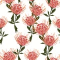 Seamless tropical protea flowers pattern with green leaves on white background. Royalty Free Stock Photo
