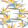 Seamless tropical vector pattern with strelitzia flowers on white background. Royalty Free Stock Photo