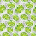 Seamless tropical watercolor pattern of monstera plant leaves Royalty Free Stock Photo