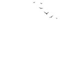 Seamless vector background with flying birds in the right corner. Black swallows in the sky on white background