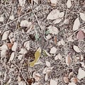 Seamless vector camouflage texture with dry grass, sticks and brown leaves Royalty Free Stock Photo