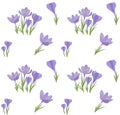 Seamless vector Crocus background.