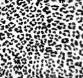 Seamless vector leopard print