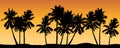 Seamless vector with palm trees and orange shaded background. Royalty Free Stock Photo