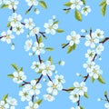 Seamless vector pattern from the branches of a spring blooming apple tree with white flowers and leaves