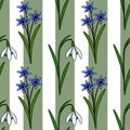 Seamless vector pattern featuring delicate blue scilla flowers and white snowdrops against a soft green and white striped Royalty Free Stock Photo