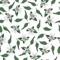 Seamless vector pattern of flowers and leaves of the tangerine tree on a white background