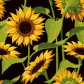 Seamless vector pattern of realistic sunflower flowers on a black background