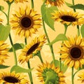 Seamless vector pattern of realistic sunflower flowers on a yellow background Royalty Free Stock Photo