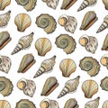 Seamless vector pattern with seashells. Marine underwater background. Hand drawn colorful nautical shells isolated on white.