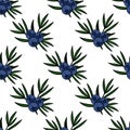 Seamless vector pattern of stylized blue juniper berries with dark green needle-like leaves on a white background, featuring a Royalty Free Stock Photo