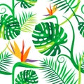 Seamless vector pattern with tropical flowers and leaves. Green monstera, strelitzia flowers on a white background. Bird of Royalty Free Stock Photo