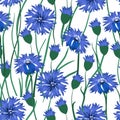 Seamless vector pattern with watercolor cornflowers. Hand drawn ornament with blue wildflower. Perfect for greetings, invitations