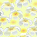 Seamless vector pattern with white flowers.