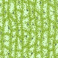 Seamless vector texture of green plant cells