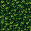 Seamless vector texture of ivy leaves on a green background Royalty Free Stock Photo