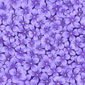 Seamless vector texture of light violet lilac flowers