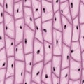 Seamless vector texture of organic cells with vacuoles and nuclei, pink