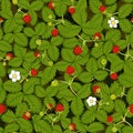 Seamless vector texture of a strawberry meadow with leaves, flowers, ripe and green strawberry berries Royalty Free Stock Photo