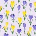 Seamless vector watercolor yellow and purple crocus flowers pattern.