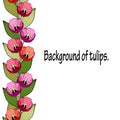 Seamless vertical border of bright colored tulips. White background