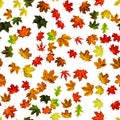 Seamless wallpaper. Autumn yellow red, orange leaf isolated on white. Colorful maple foliage. Season leaves fall background Royalty Free Stock Photo