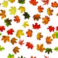 Seamless wallpaper. Autumn yellow red, orange leaf isolated on white. Colorful maple foliage. Season leaves fall background Royalty Free Stock Photo