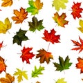 Seamless wallpaper. Autumn yellow red, orange leaf isolated on white. Colorful maple foliage. Season leaves fall background Royalty Free Stock Photo