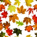 Seamless wallpaper. Autumn yellow red, orange leaf isolated on white. Colorful maple foliage. Season leaves fall background Royalty Free Stock Photo