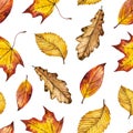 Seamless watercolor autumn pattern of leaves oak, maple, elm