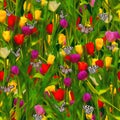 Seamless watercolor background with red, yellow and purple tulips on black background Royalty Free Stock Photo