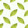 Seamless watercolor pattern with bayleaf on the