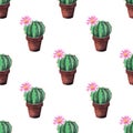 Seamless watercolor pattern of cactuses in brown pots on a white background. Blooming cactus Royalty Free Stock Photo