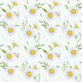 Seamless watercolor pattern with daisies Royalty Free Stock Photo