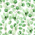 Seamless watercolor pattern with eucalyptus leaves on a white background. vintage pattern with green tropical eucalyptus leaves. d Royalty Free Stock Photo