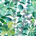 Seamless watercolor pattern of mint and eucalyptus Royalty Free Stock Photo