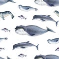 Seamless watercolor pattern about sea fauna. marine animal. Dolphin, whale, fish and seal on white background Royalty Free Stock Photo