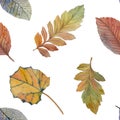 Elegant autumn leaves for different color design. Seamless watercolor pattern of colorful leaves.