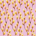 Seamless watercolor pattern with yellow buds on willow branches on pink color background. Vintage style. Botany pattern for Royalty Free Stock Photo