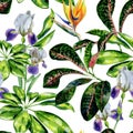 Seamless watercolor tropical pattern with schefflera plant and iris flowers, croton leaves and strelitzia Royalty Free Stock Photo