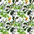 Seamless watercolor tropical pattern with schefflera plant and iris flowers, croton leaves and strelitzia