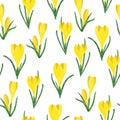 Seamless watercolor yellow crocus flowers pattern.