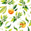 Seamless watercolour citrus fruits and leaves pattern. Green leaves and orange fruits on white background. Seamless Royalty Free Stock Photo