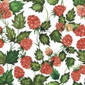 Seamless watercolour raspberry pattern with berries, leaves hand drawn isolated on white. For textile, wrapping paper