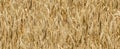 Seamless wheat field texture background. Golden ripe ears of wheat in field, rural countryside. Natural pattern in yellow Royalty Free Stock Photo