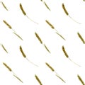 Seamless wheat spikelet pattern. Watercolor herbal background with wheat spica, oats spikelet illustration for textile, wallpapers