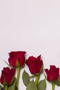 Valentines day background, seamless white background with red rose border, free copy text space Royalty Free Stock Photo