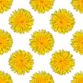 Seamless yellow flower patterm on white background. Dandelion flower summer background close up