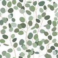 Seamlessr pattern with eucalyptus. Hand painted floral ornament with silver dollar, seeded and baby eucalyptus Royalty Free Stock Photo