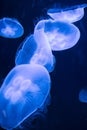 Seamoon Jellyfish on the dark blue background